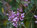 Cassia Indigo